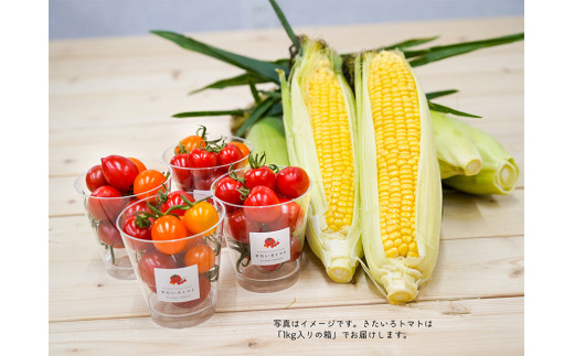 きたいろトマト 700g 朝もぎトウキビ 7本 セット 【2026年8月上旬～9月上旬迄発送予定】 トマト とうもろこし トウモロコシ 野菜 朝採れ オーガニック