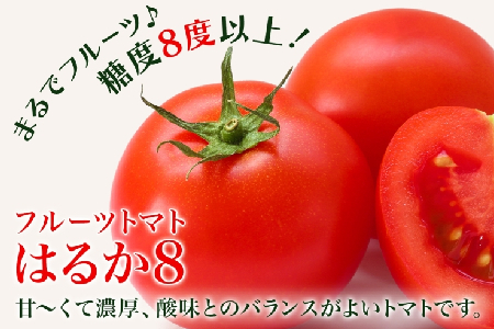 【ふるなびWEEK対象】【2026年発送】 糖度8度以上 フルーツトマト はるか8（エイト） 10～15玉 トマト 野菜 夏 野菜 旬 甘い 濃厚 果物 フルーツ 高糖度 新鮮 産地直送 北海道 美深