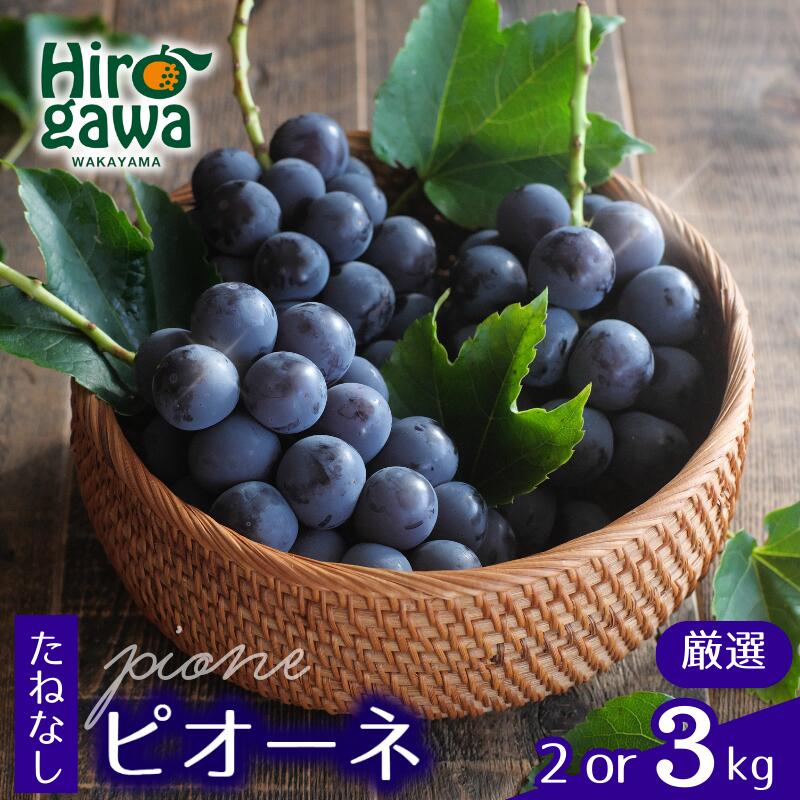 【ふるさと納税】 ピオーネ たねなし 厳選 / ぶどう 種無し 甘い 高級 和歌山 2kg 3kg ※2026年8月中旬～2026年9月中旬に順次発送 ※北海道・沖縄・離島への配送不可 //hokaf