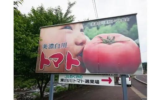 7月下旬発送！ 桃太郎トマト 4kg A等級 桃太郎 トマト 美濃白川 夏秋トマト とまと 夏野菜