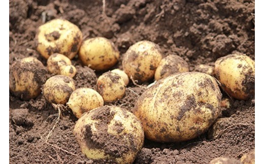 秋の真狩味覚セット B（じゃがいも10Kg！（2種各約5Kg）二種食べ比べと旬の農産物詰め合わせ）【2025年産】北海道真狩村産　お楽しみ　詰め合わせ【0111001】