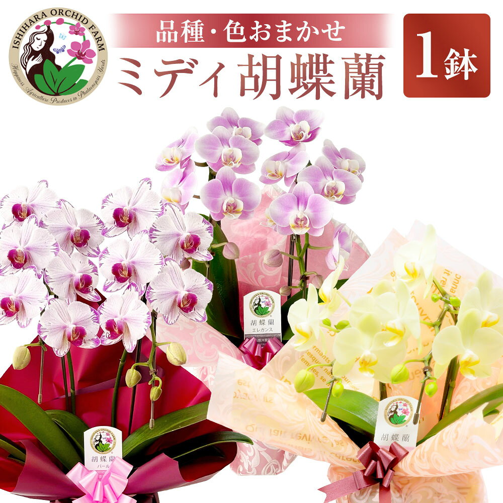 【ふるさと納税】花 ミディ 胡蝶蘭 4寸鉢 2本立 1鉢 《品種や色の選択はおまかせ》14000円 1万4000円 [石原洋蘭園 山梨県 中央市 21470406] 生花 フラワー 胡蝶蘭 産地直送 インテリア 送料無料