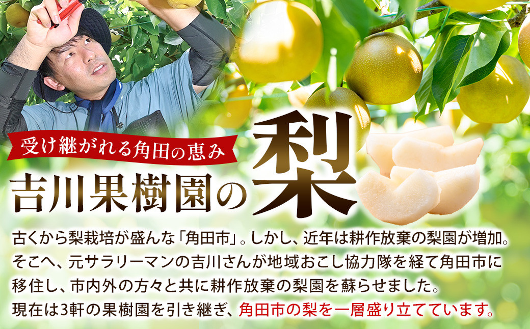 【先行予約】幸水 約５kg（10～14玉）8月中旬～順次発送【吉川果樹園】