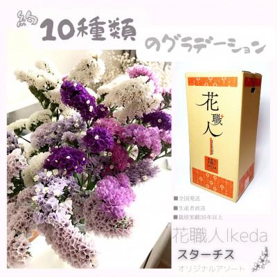 ふるさと納税 印南町 生花【スターチス】花職人Ikedaオリジナル詰め合わせ |  | 02