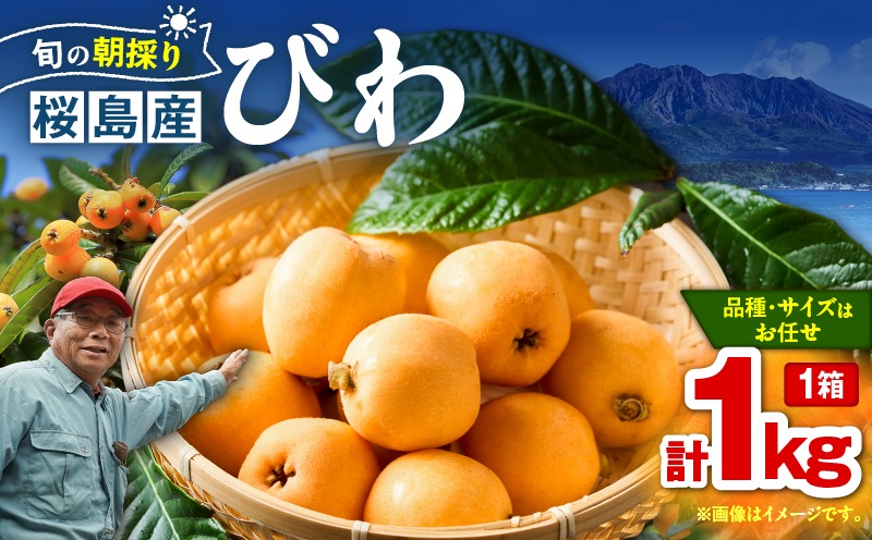 鹿児島 桜島産びわ 1箱 （秀品）　K343-001