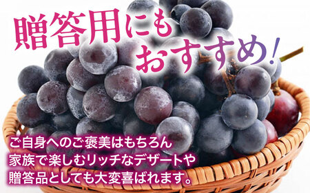 【先行予約】【2025年8月中旬から順次発送】ニューピオーネ 2kg（4から6房）愛媛県大洲市/有限会社ふじブドウ園 果物 くだもの フルーツ 葡萄 ぶどう ピオーネ[AGDB001]