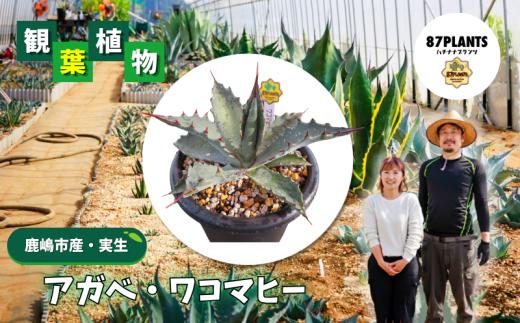アガベ 多肉植物 ガーデニング ワコマヒー 実生 agave 数量限定 植物 たにくしょくぶつ 園芸 花 フラワー 観葉植物 趣味 日用品 多肉植物好き 栽培 雑貨 多肉植物がある暮らし gardening 87plants ふるさと納税 茨城県 鹿嶋市
