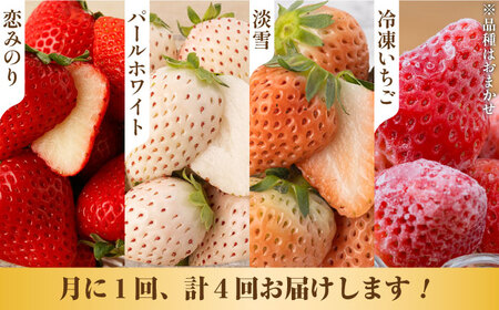 【先行予約】【4回定期便】希少いちご 赤白食べ比べ / いちご イチゴ 苺 いちご イチゴ いちご いちご いちご [IZZ005]