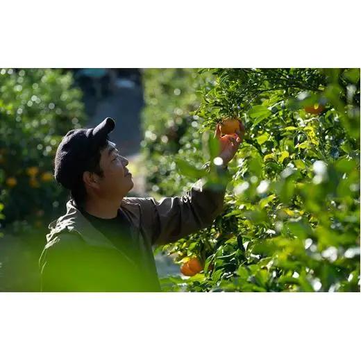 瀬戸内 石地みかん 約5kg(約50個前後) 【2026年12月以降発送】