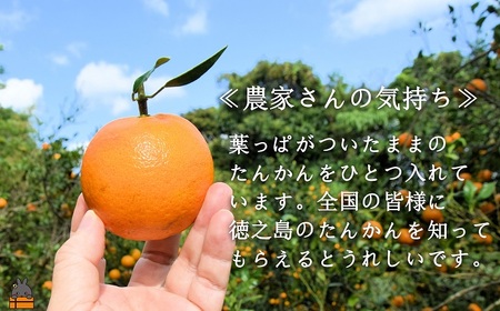 《先行予約》ねぇ美味しいよ。徳之島 ふくだ果樹園さんのたんかん（10kg）( タンカン フルーツ みかん 果物 柑橘 甘い 徳之島 奄美 鹿児島 もぎたて フレッシュ 世界自然遺産 フルーツアイランド