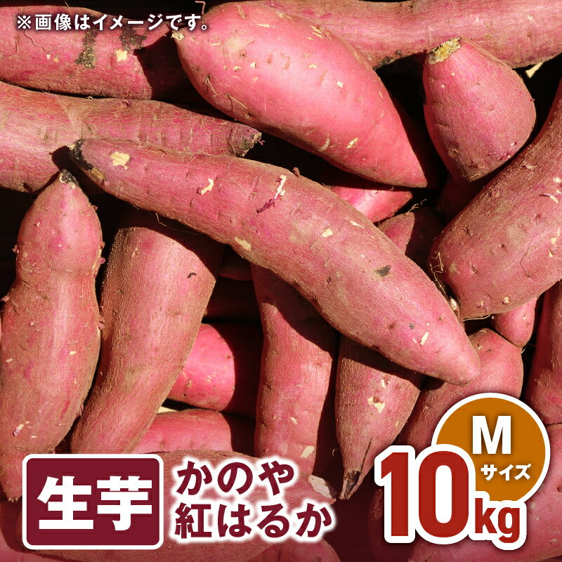 【ふるさと納税】 「かのや紅はるか」生芋 Mサイズ 10kg（1個当たり約130g〜200g、約62個前後） 定められた栽培基準等をクリアした濃厚でしっとりとした食感の紅はるか【さつまいも特集】【有限会社南橋商事】