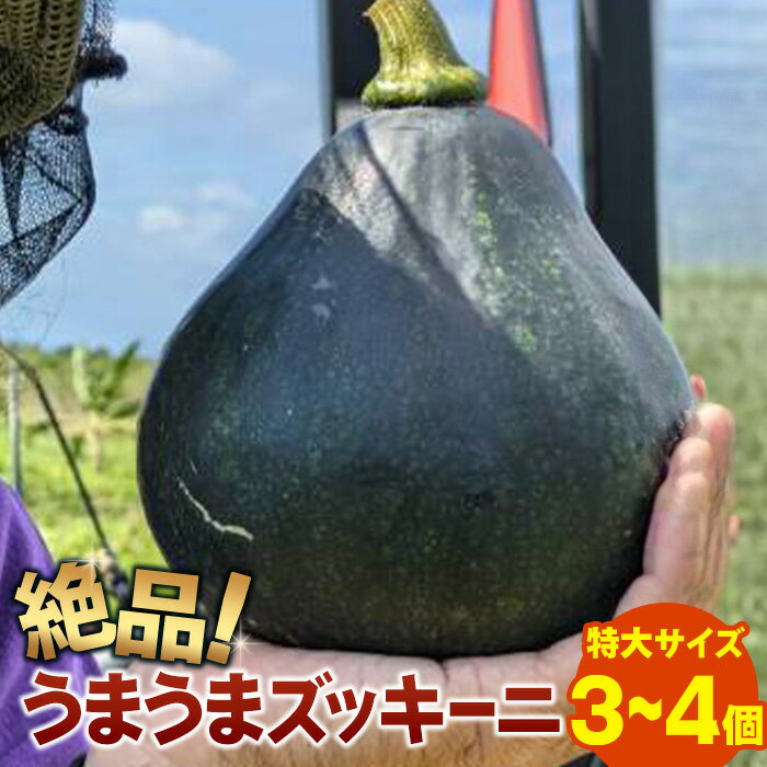 【ふるさと納税】希少！「絶品うまうまズッキーニ」特大サイズ3～4個 贈答用にも！農薬を使わず、特許製法のシリカ水で栽培する特別な野菜 11月～5月下旬順次発送｜沖縄 石垣島 希少 丸ズッキーニ だるまズッキーニ 産地直送 離島のいいもの 沖縄いいもの石垣島 OI-18