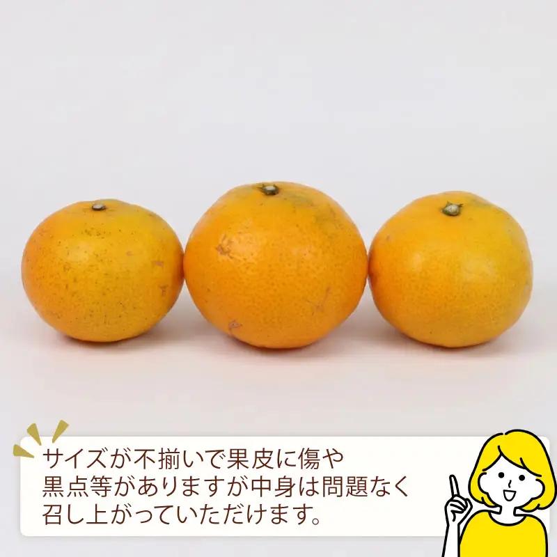 みかん 訳あり 温州みかん 10kg 平石農園 先行予約 温州 みかん 甘い 甘味 酸味 果物 くだもの フルーツ 柑橘 mikan 蜜柑 愛媛蜜柑 愛媛みかん わけあり サイズ 不揃い 産地直送 数