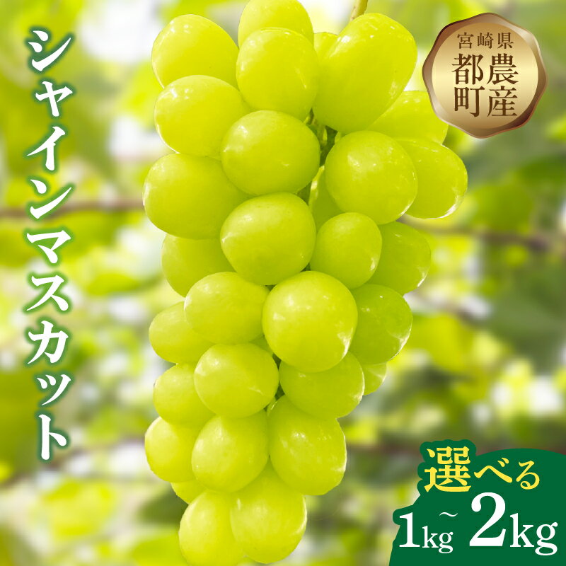 【ふるさと納税】【内容量が選べる】先行予約 ≪期間限定≫ 都農町産 シャインマスカット 計1kg 計2kg 国産 果物 くだもの フルーツ 葡萄 ぶどう 種無し 大粒 デザート おやつ 高糖度 ご褒美 甘い 人気 プレゼント ギフト 贈り物 贈答 お土産 おすすめ 冷蔵 宮崎県 送料無料