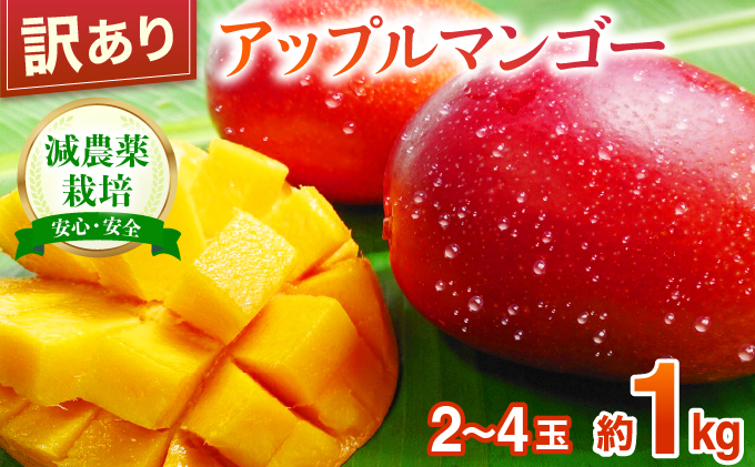 【訳あり】 アップルマンゴー 約1kg (栽培期間中 減農薬栽培)【2027年6月中旬以降順次発送】アナナス農園 完熟 マンゴー 果物 フルーツ