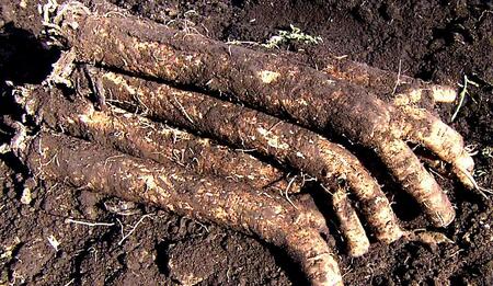 【セイショウ】京の希少野菜・堀川ごぼうを使用「堀川ごぼうチップス」