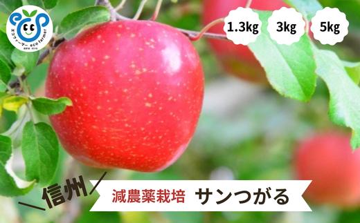 
            【信州松川町産】サンつがる 約1.3kg～約5kg ／8月下旬～9月中旬発送開始予定 // 長野県 南信州  減農薬栽培 りんご サンつがる エコファーマー認証 HF
          