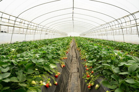 【先行予約】いちご　とちあいか・スカイベリーセット　290g×4パック（1.16kg以上） ※着日指定不可 ※2024年1月上旬～5月下旬頃に順次発送予定