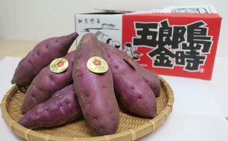 JA金沢市 加賀野菜　五郎島金時 秀品・5kg