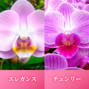 お取り分けできる胡蝶蘭 ミディー胡蝶蘭 ピンク系 7号 5本立ち ラッピング付き 【 胡蝶蘭 】