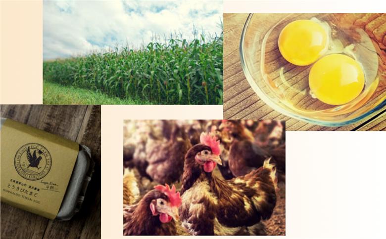 【卵6回定期便】北海道産たまごを食べ比べ「とうきびたまご３種」18個×6回発送 酒井農場