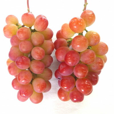 【ふるさと納税】【2026年発送 先行予約】山梨県オリジナル新品種サンシャインレッド!【計1kg程度】【配送不可地域：離島】【1654856】