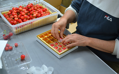 【令和6年産 先行予約】山形県産さくらんぼ 佐藤錦 特秀 L玉 24粒 化粧箱入り FSY-1094