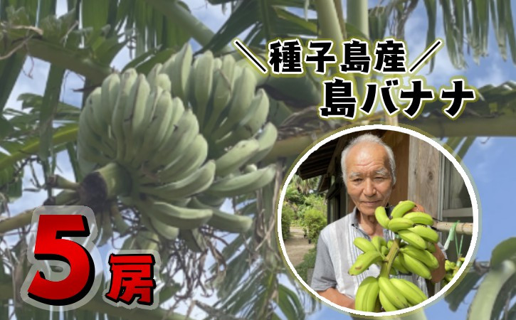 
                  種子島 園田 バナナ園 北限の 国産 露地 バナナ 5房　NFN251【600pt】 // 国産バナナ 露地物 小笠原種 希少 珍しい バナナベルト地帯 露地栽培 強い甘み 酸味 北緯30度 オリジナルバナナ箱 
                