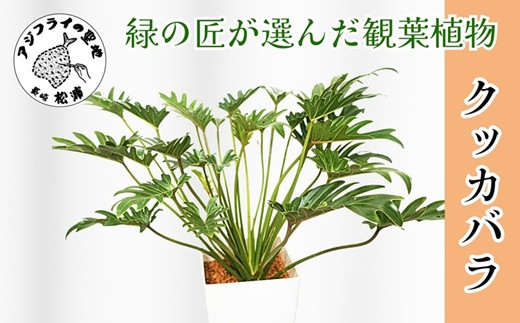 
                  緑の匠がえらんだ観葉植物 素敵な空間づくりに クッカバラ( クッカバラ 観葉植物 インテリア 植物 新築祝い 贈り物 開店祝い 引っ越し祝い 送料無料 )【150-0009】
                