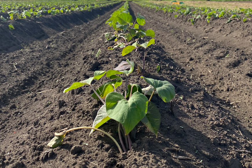 訳あり品！茨城県産熟成べにはるか 約10kg さつまいも サツマイモ 芋 いも 茨城県 那珂市 B15-006