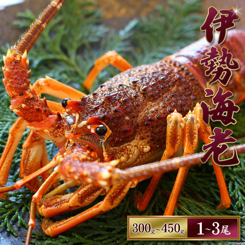 【ふるさと納税】 天然 伊勢えび（活）1〜3尾 300〜450g【2025年10月下旬頃から2026年1月を除く3月までに順次発送】【1月は漁不可】 / 海老 伊勢エビ 伊勢海老 えび エビ 海鮮 海の幸 活 活き お取り寄せ 天然 数量限定 人気 いせえび イセエビ