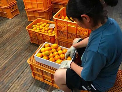 極早生 有田 みかん 化粧箱 特秀 M サイズ 40玉入 南泰園 和歌山 有田みかん