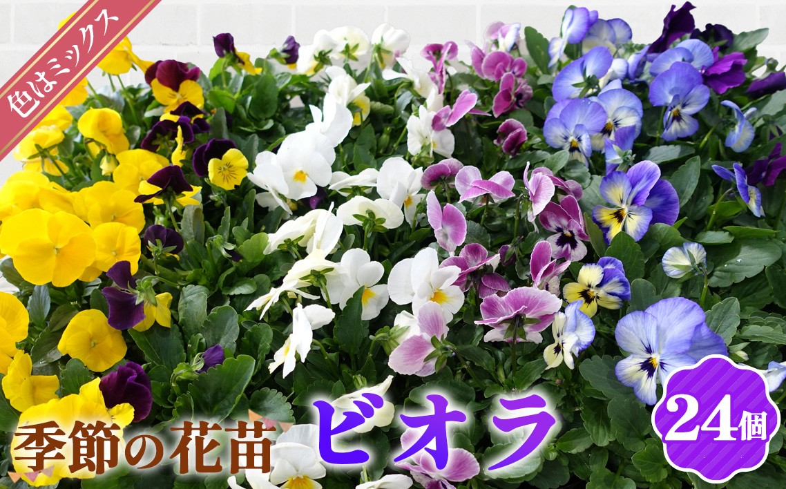 
                  季節の花苗 ビオラ 24個セット ／ビオラ 花苗 24個セット 3.5寸ポット 色ミックス 白 ピンク 紫 青 黄 一年草 スミレ科 ガーデニング 寄せ植え 花壇 No.047
                