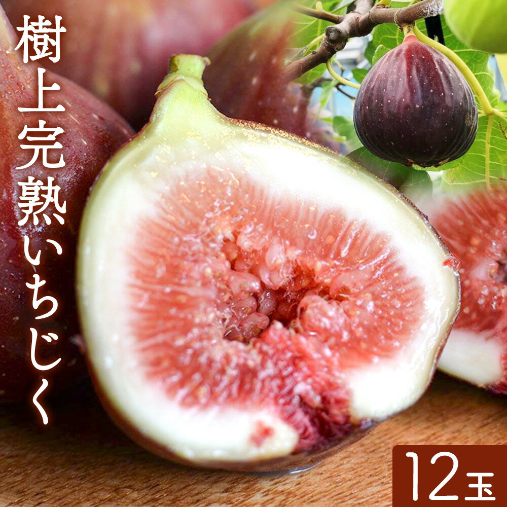 【ふるさと納税】【ハウス栽培】和歌山県産樹上完熟いちじく (海南市) 12玉入り 厳選館《8月上旬-10月下旬頃出荷》和歌山県 日高町 いちじく イチジク 完熟 樹上完熟 和歌山県産 ハウス栽培 果物 フルーツ
