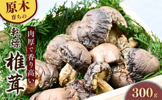 乾燥椎茸 しいたけ 【原木】300g 龍ノ傘 | しいたけ シイタケ 乾しいたけ 干ししいたけ 干し椎茸 干しシイタケ 300g 龍ノ傘 国産 乾燥椎茸  無添加 旨味 濃厚 出汁 だし 和食 煮物 健康 食材 常温保存 長期保存 高級 食品 限定100個 希少 お取り寄せ グルメ 龍の傘農園 茨城県 龍ヶ崎市