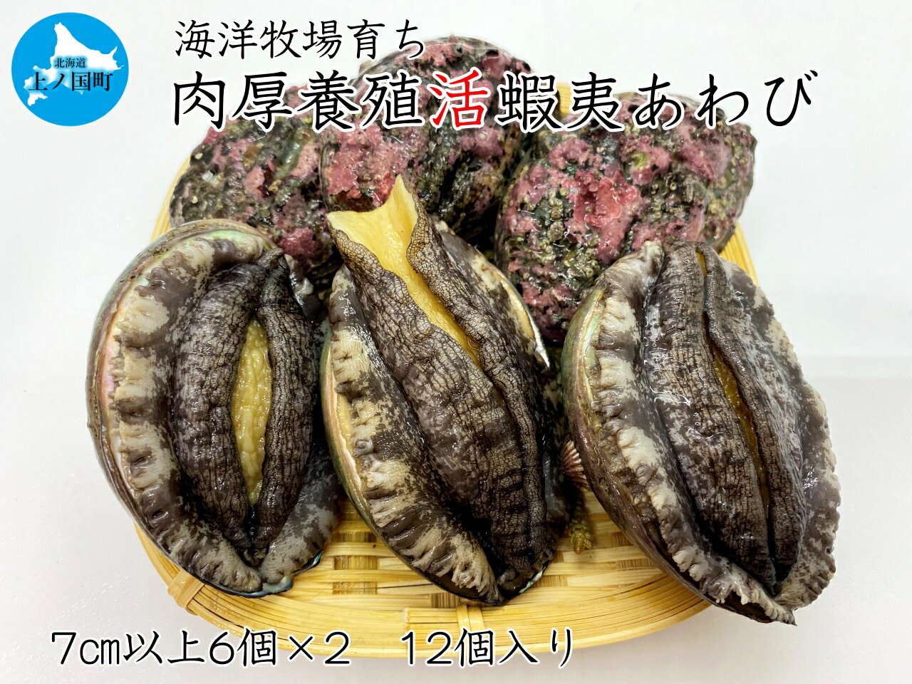【ふるさと納税】北海道上ノ国町 海洋牧場育ち養殖活蝦夷あわび（7cm以上×6個×2　計12個）　活あわび　活アワビ　鮑　新鮮　産地直送　魚介類　お刺身　お祝い　美味しさに訳あり　おせち食材　ステーキ　高級海鮮　バーベキュー　酒蒸し　バター焼き
