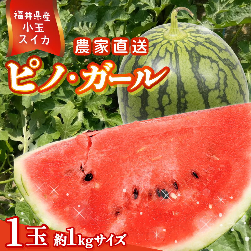 【ふるさと納税】【先行予約】福井県産小玉スイカ ピノ・ガール農家直送 砂丘地栽培 約1kgサイズ 1玉【2026年7月中旬以降順次発送予定】