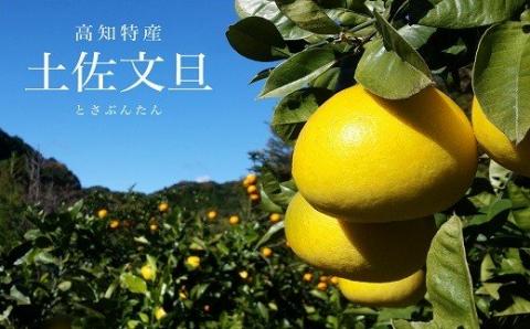 土佐文旦 10kg 2L～3Lサイズ（ご家庭用） 植田農園［1537］