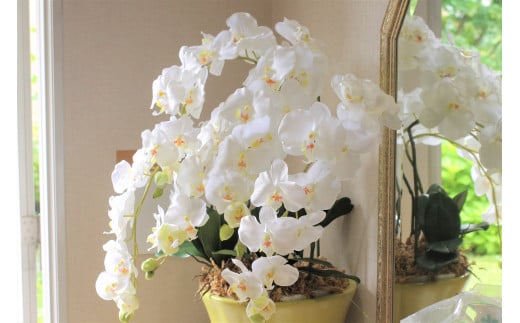 【空気をキレイにする】　胡蝶蘭5本立て　器付き（白）
