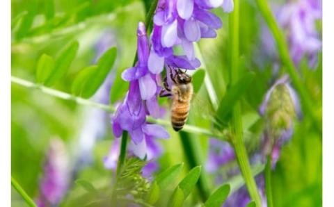 国産天然 非加熱はちみつ 380g 3本セット「春の百花」「6.18」「そよご」