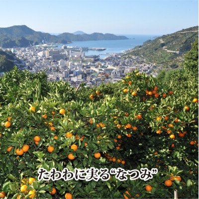 2026年4月発送開始　甘みが強くて濃厚な味わい初夏のみかん「なつみ」約3kg  【C39−57】【配送不可地域：離島】【1491395】
