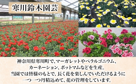 鈴木園芸 ポットカーネーション 赤系 5号鉢 フラワー ギフト 植物 ガーデニング 室内 園芸 花 はな flower 母の日 プレゼント 入学式 お祝い 贈り物 サプライズ 贈り物 卒業式 誕生日 