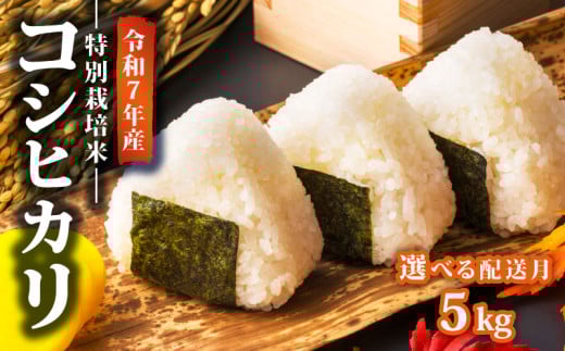 【2026年2月発送】 令和7年産 特別栽培米 コシヒカリ 5kg 減農薬 特栽米 新潟県産コシヒカリ 新発田産 新潟 米 アグリ中俵 新潟県 新発田市 nakatawara001_202602