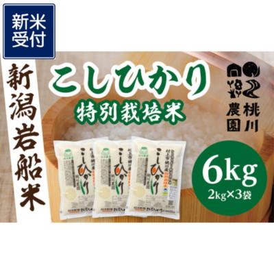 ふるさと納税 村上市 【新米受付・令和8年産米】【精米即日発送】新潟県村上市桃川産 特別栽培コシヒカリ6kg NA4209