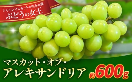 【2026年先行予約】岡山県産 ぶどう マスカット・オブ・アレキサンドリア 600g 株式会社 はちや《2026年8月下旬-9月下旬頃出荷》岡山 国産 葡萄 フルーツ 果物 岡山県 浅口市 フルーツ 果物 マスカット オブ アレキサンドリア【配送不可地域あり】