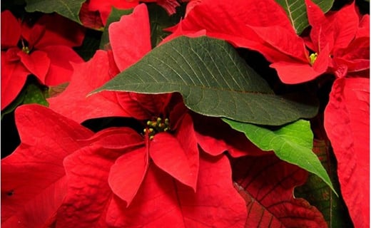 
            【先行予約】 花 ポインセチア 鉢植え 赤 5号 クリスマス フラワー 冬 ガーデニング ガーデン 庭 贈答 プレゼント ギフト 植物 2025年11月中旬より発送開始 オンライン決済限定 [4565574]
          