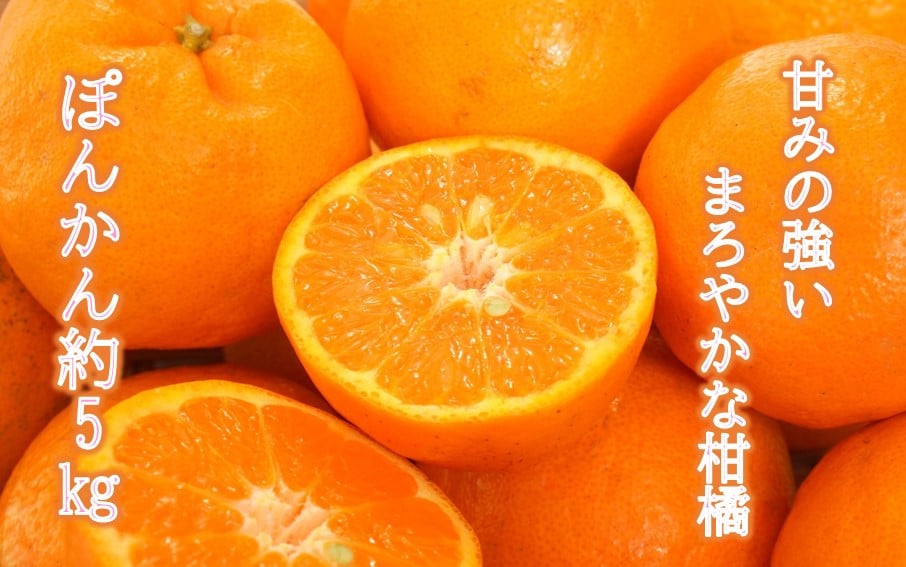 
            【令和8年1月配送】甘さ凝縮「ポンカン」約5kg_1301R
          