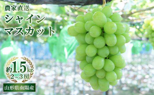 【令和7年産先行予約】 シャインマスカット 約1.5kg (2～3房 秀) 《令和7年9月中旬～発送》 『生産者おまかせ』 マスカット ぶどう 果物 フルーツ デザート 山形県 南陽市 [859]