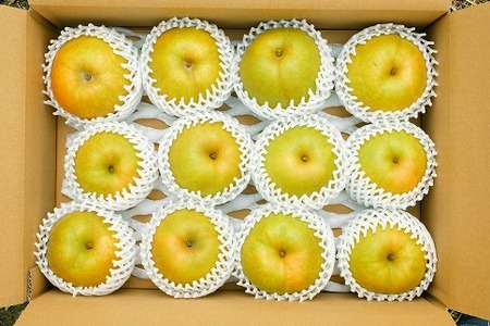 145．【予約受付中】【産地直送】鳥取県の梨「新甘泉」秀品　５kg　８～１４玉