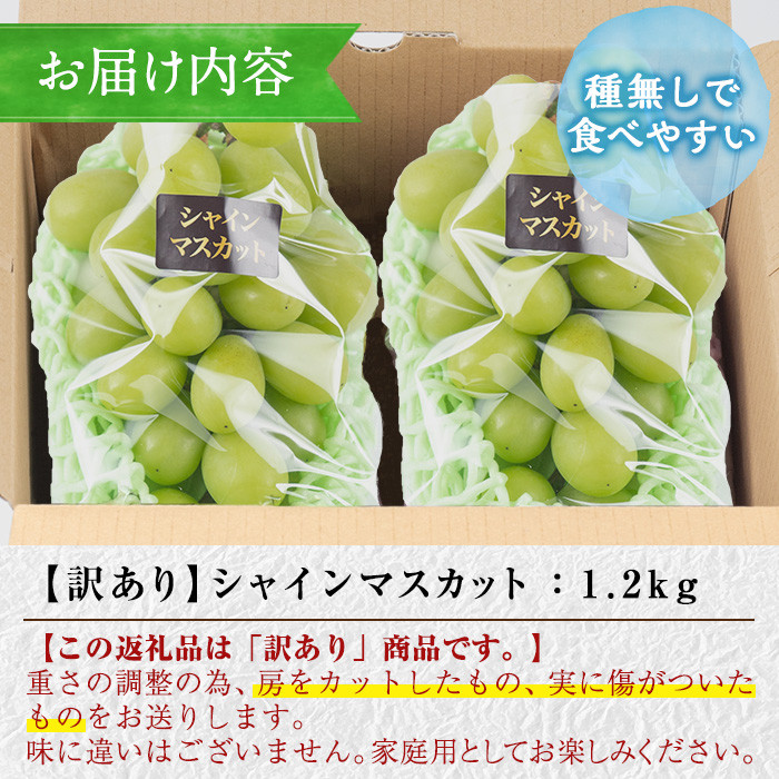 y418 ≪先行予約受付中！2026年8月中旬以降順次発送≫  訳あり！シャインマスカット(約1.2kg) 国産 九州産 鹿児島産 湧水町 マスカット 葡萄 ぶどう ブドウ 果物 くだもの フルーツ 